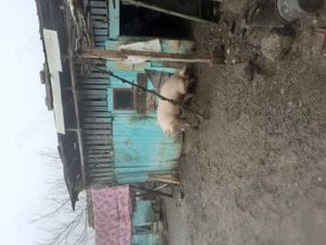 Vând porc 2000lei sau 17lei kg  - imagine 4