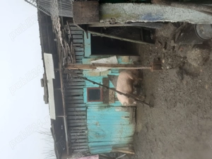 Vând porc 2000lei sau 17lei kg 