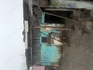 Vând porc 2000lei sau 17lei kg  - imagine 2