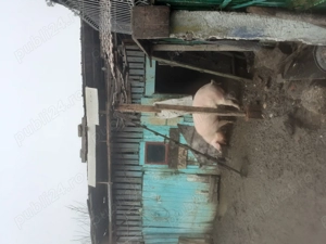 Vând porc 2000lei sau 17lei kg  - imagine 3