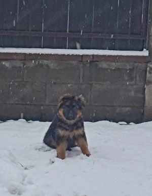 Femela ciobanesc german - imagine 3