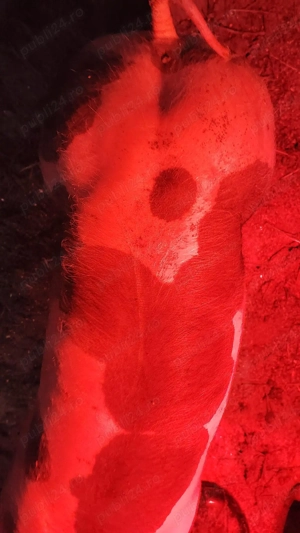 Vând purcei pietrain  - imagine 2