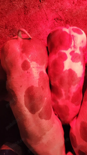 Vând purcei pietrain  - imagine 4