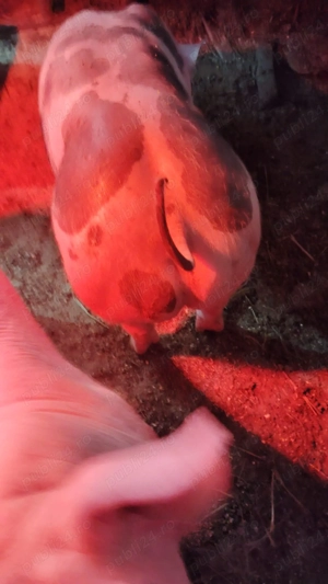 Vând purcei pietrain  - imagine 3