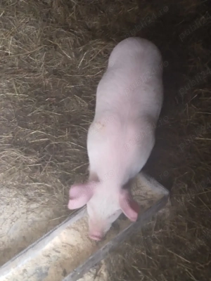 purcei rasa landras - imagine 3