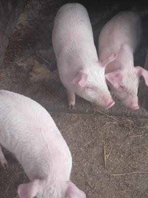 purcei rasa landras - imagine 5