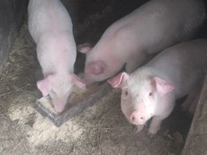 purcei rasa landras - imagine 2