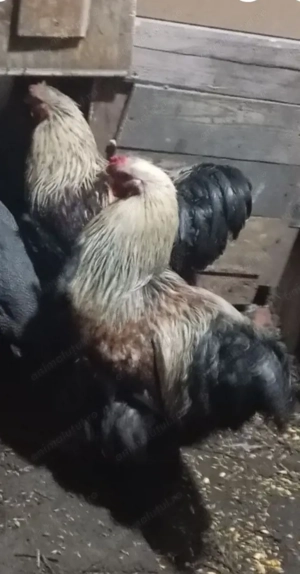 Vând cocoș Brahma  - imagine 2