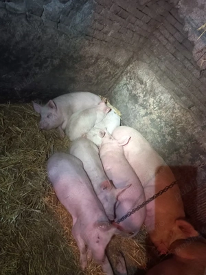 Vănd soldani  - imagine 3