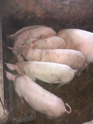 Vănd soldani  - imagine 2