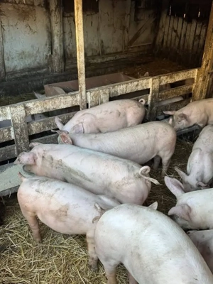 vând 30 soldanasi, Rasa de calitate Marele Alb &Pic &zeiger  ,medie 35 kg - imagine 2