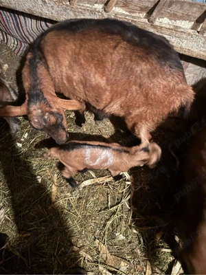 Vand capra alpina franceza - imagine 2