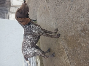 Vând femela brac german 