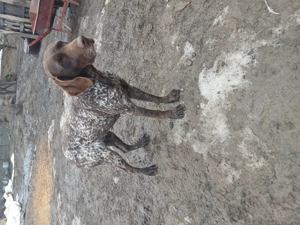 Vând femela brac german  - imagine 4