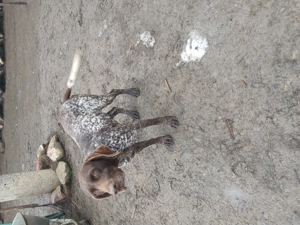 Vând femela brac german  - imagine 5