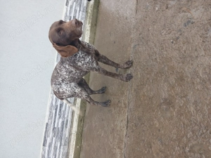 Vând femela brac german  - imagine 2