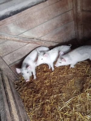 Vând purcei - imagine 4