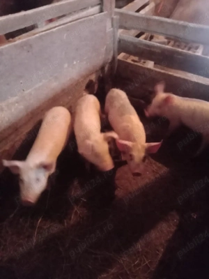 Vând purcei - imagine 2