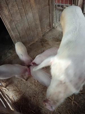 Vând purcei - imagine 3