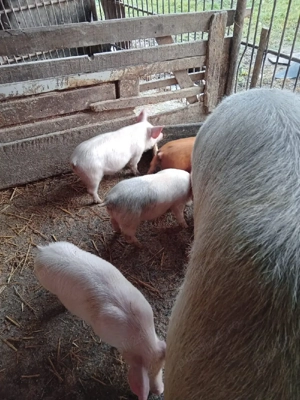 Vând purcei - imagine 5