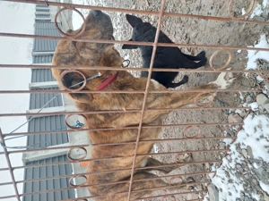 Vând caini ciobanesti  - imagine 2