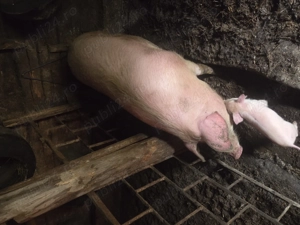 Scroafe de vanzare - imagine 2