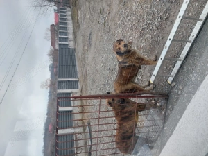 Vând caini ciobanesti  - imagine 3