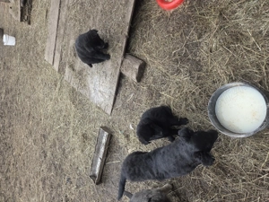 Catei de vanzare - imagine 2