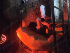 Scroafe de vanzare - imagine 3