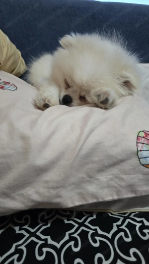 Pomeranian fetiță  - imagine 3