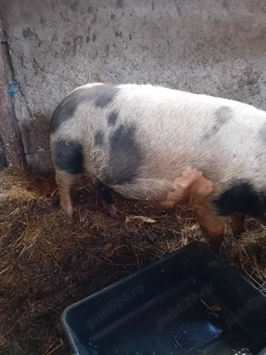 Afacere zootehnica  - imagine 3