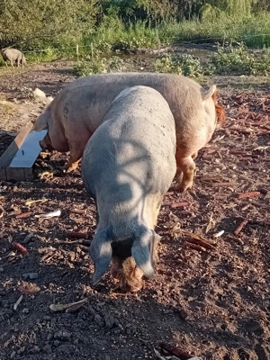 Afacere zootehnica  - imagine 4