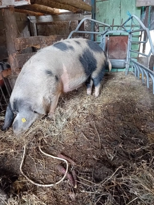 Afacere zootehnica  - imagine 5