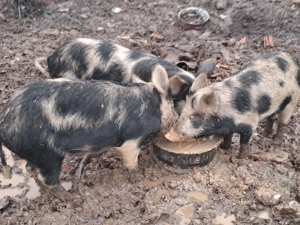 vand soldani  - imagine 2