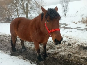 Iapă de 6 ani de vânzare - imagine 3