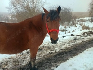 Iapă de 6 ani de vânzare