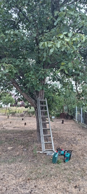 1 lei Toaletare Copaci defrisez debarasez 