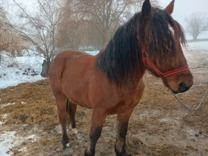 mânz de de 13 luni - imagine 3