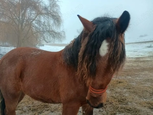 mânz de de 13 luni - imagine 2