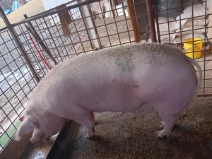 Scroafa de vanzare!! - imagine 2