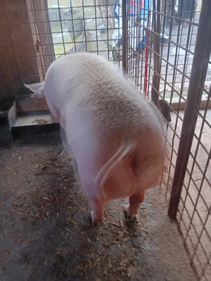 Scroafa de vanzare!! - imagine 3