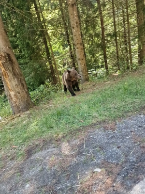 Pensiune de închiriat - imagine 8