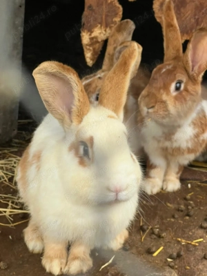 Iepuri de vanzare - imagine 4