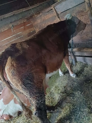 Juninca de vânzare cu vițel sau fara