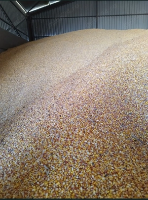 Porumb de vânzare 1.1 leu kg