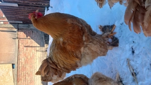 Gaini  cochinchina  - imagine 3