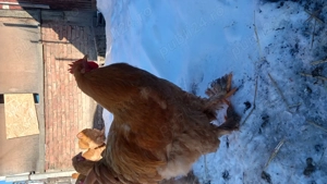 Gaini  cochinchina  - imagine 2