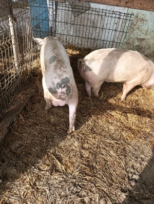 vier de vanzare - imagine 2