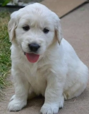 Golden Retriever cu pedigree 