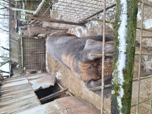 Porc Duroc crescut bio - imagine 9